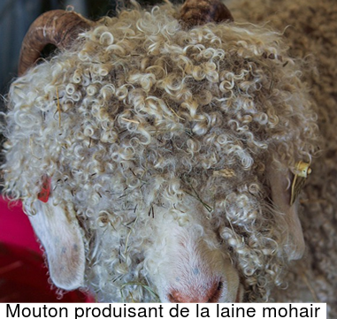 mouton laine mohair